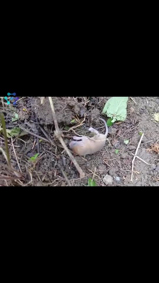 Video de @gupiuser336454