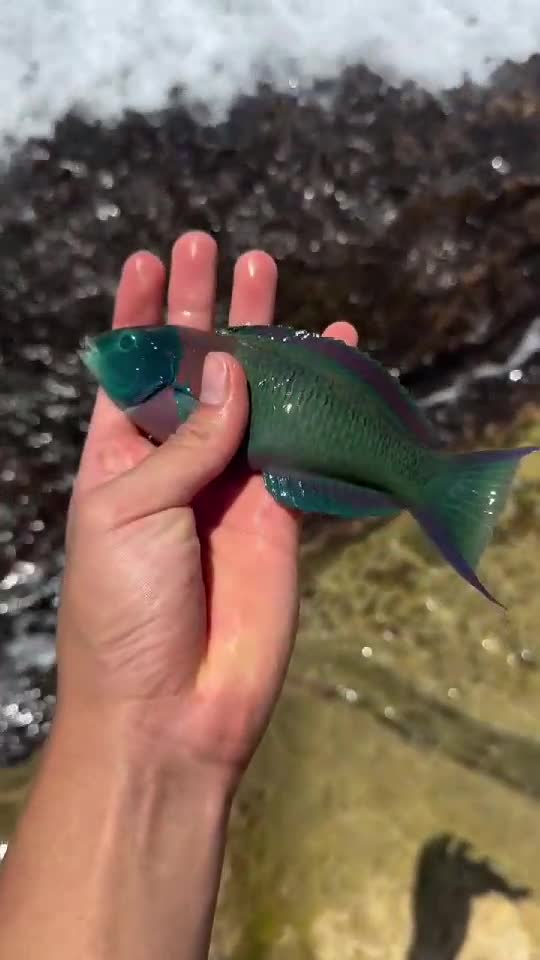 super fish