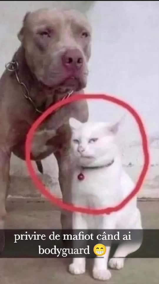#### ai bodyguard 😁