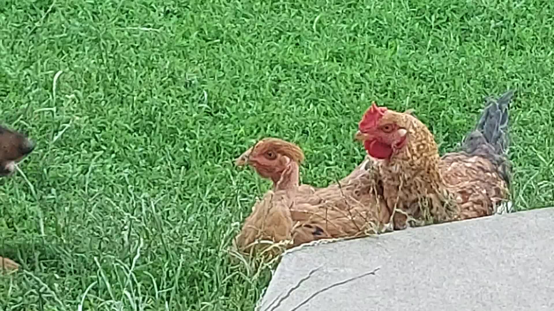 Video