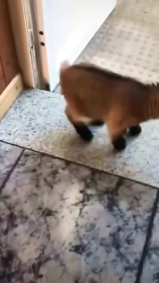 🐐 Lovely Baby Goat Pets 🥰| Viral Animal Videos    👇🏼 YouTube.com/@GeorgeChristmas