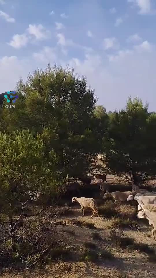 Video de @gupiuser402683