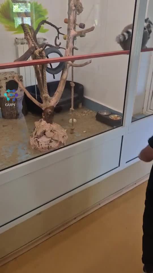 iepuri dar era alceva