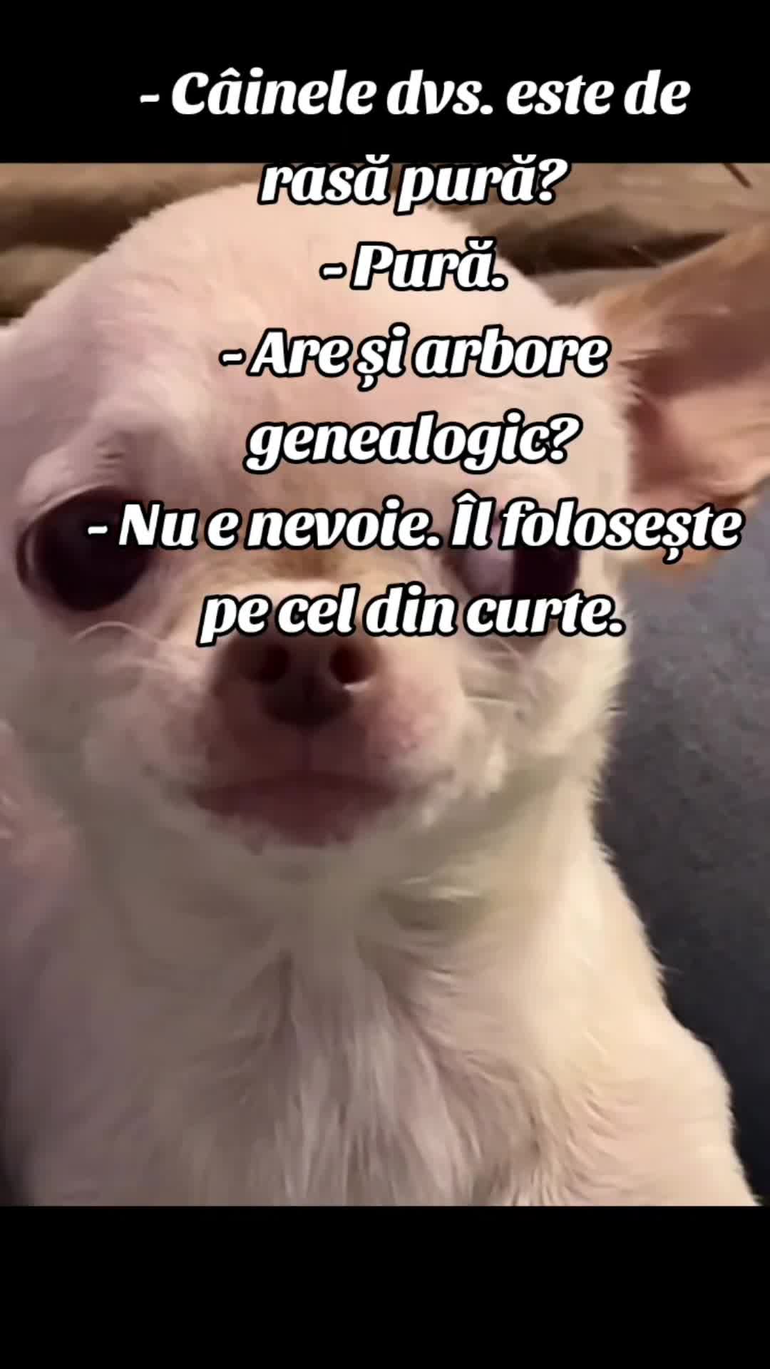 Video de @gupiuser144503