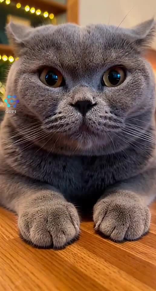 Cat Judges Your Entire Life Choices in One Stare 😾👀💀