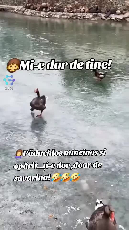 Video de @gupiuser165774