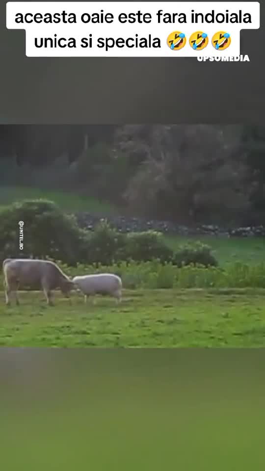 o oaie învață berbecul cum să lovească cu coarnele 🤣🤣🤣