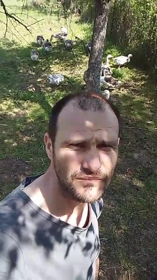 gâște Toulouse Holmogor