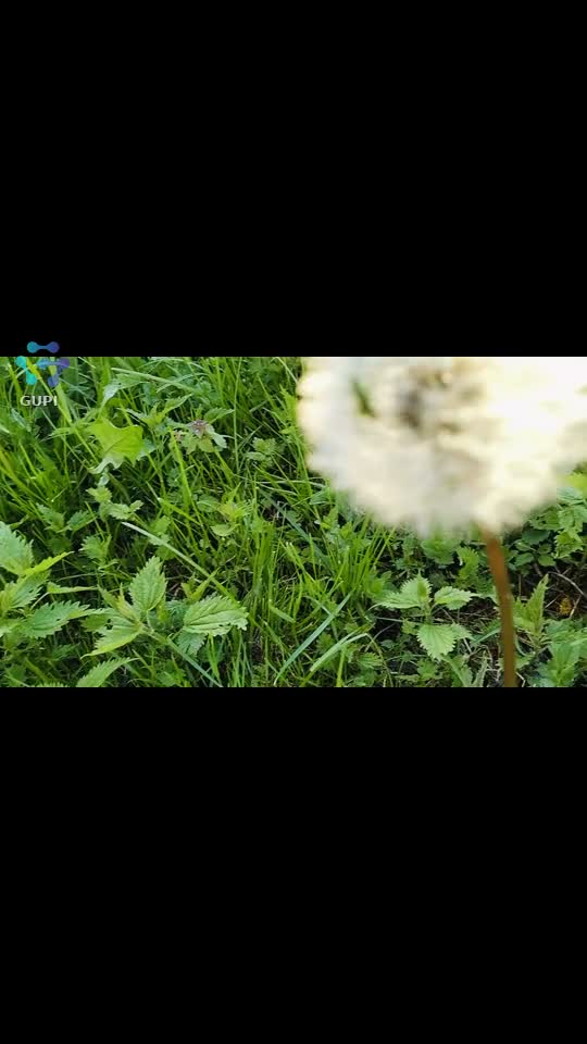 Original Sound - Argentina Popa