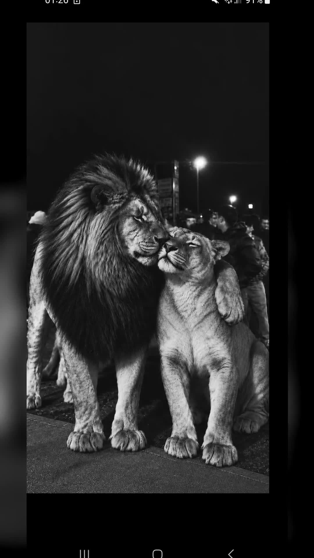 Video de @💎Bgheera💎