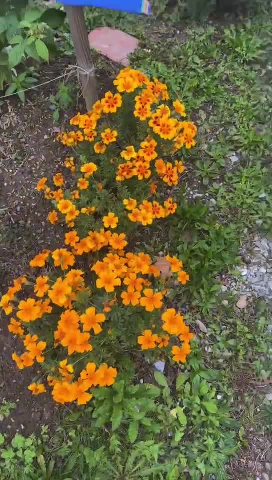 Video de @🇨🇭Vasile1805🇧🇪