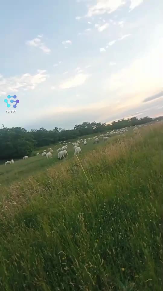 Video de @gupiuser158403