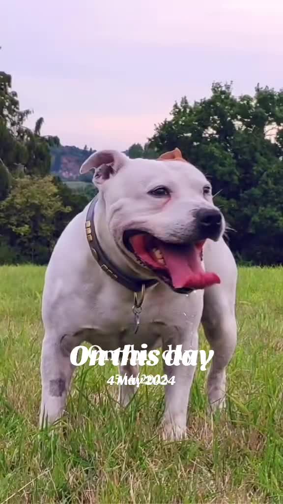 Video de @gupiuser909035