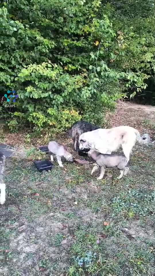 Video de @gupiuser164981