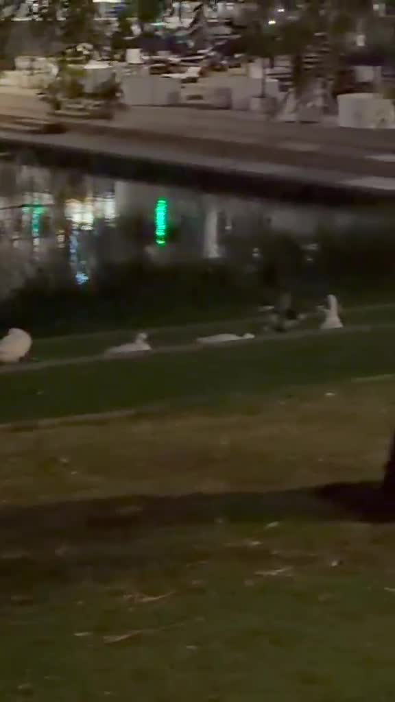 Video de @gupiuser1068368