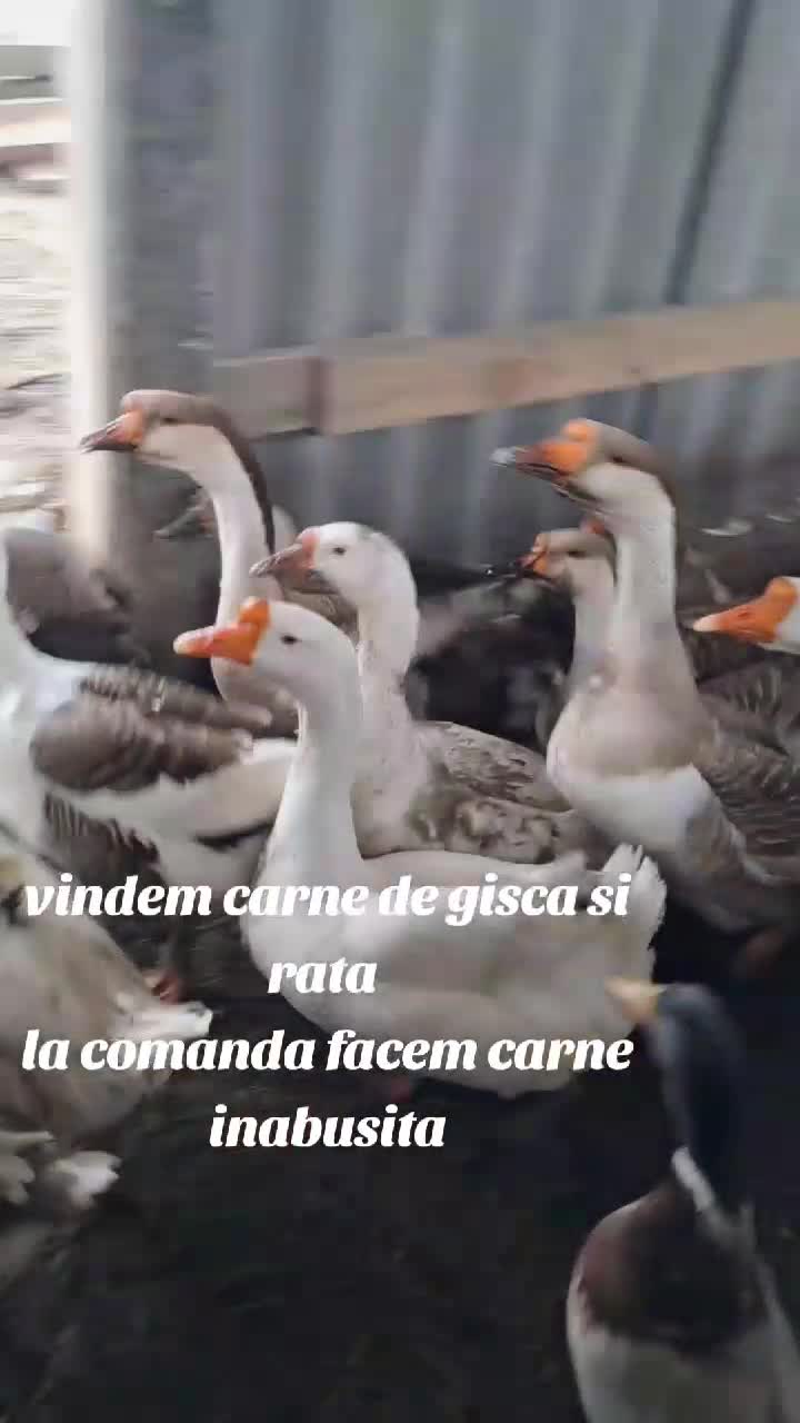 vindem carne de gisca si de rata, brinza de oi sarata si oua de rata pentru incubare