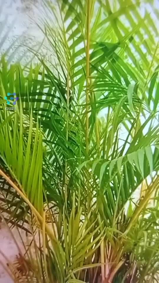 🌿🌿🌿🌿🌿