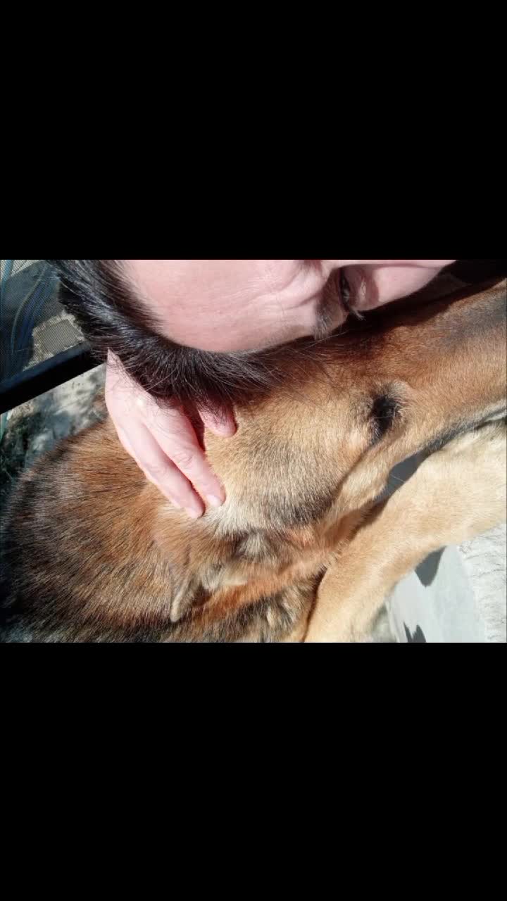 #doglife