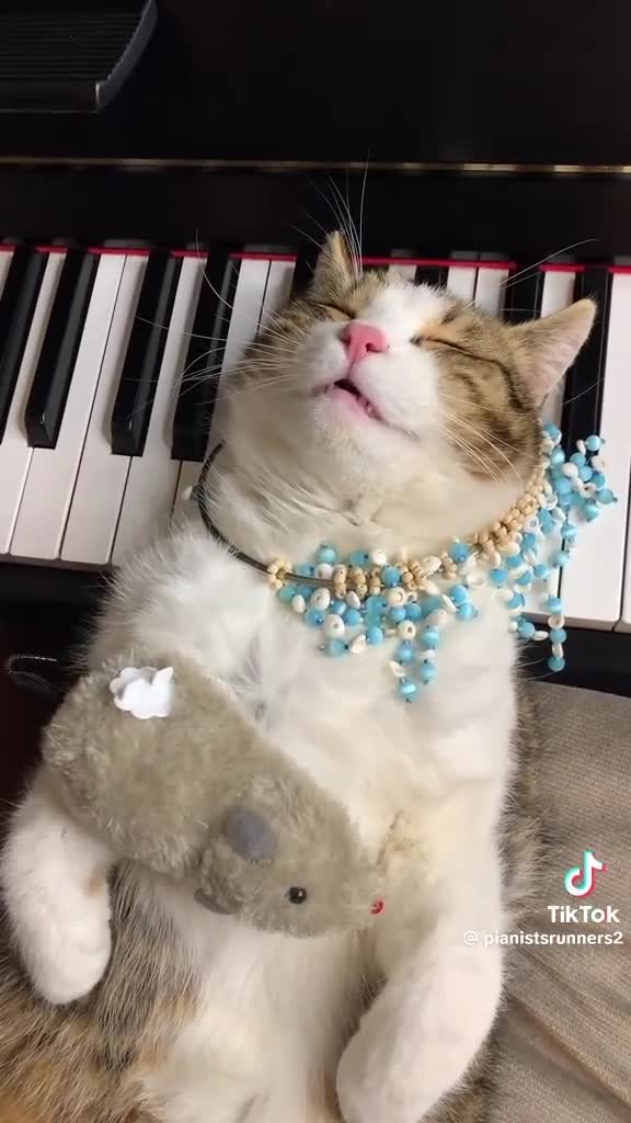 #catlove