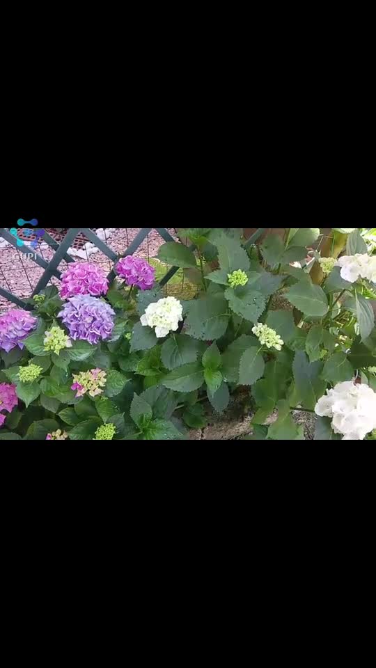 Video de @gupiuser360032