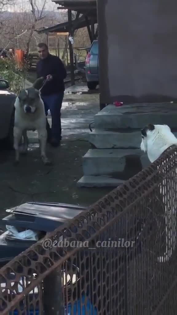 Asiatic Uriaș din câinii lui Gavrila ionuț