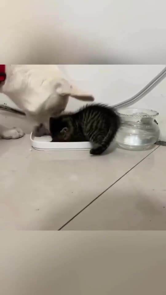 😺 Cats & Dogs Moments 🐶| Pets Play Funny Videos - Cute Animals 🥰    👇🏼 YouTube.com/@GeorgeChristmas