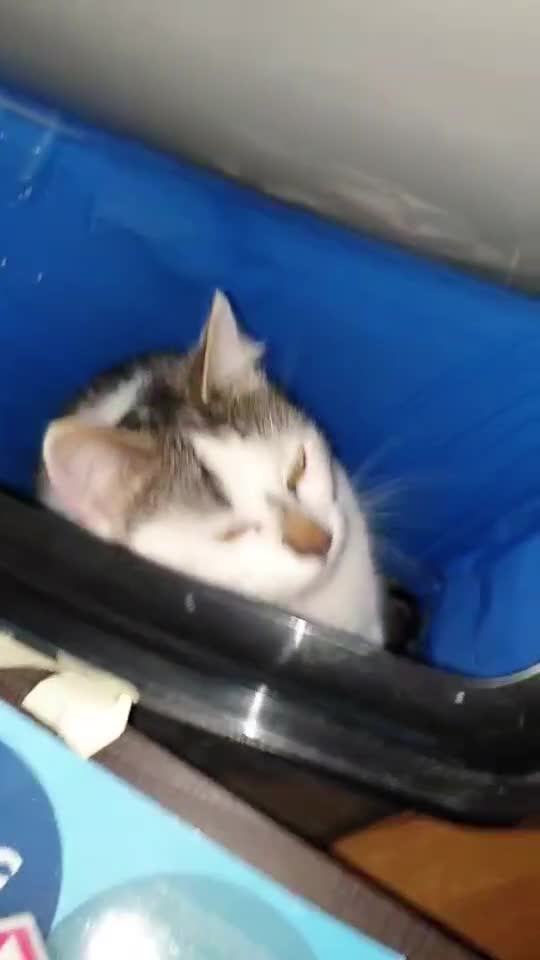 #cats