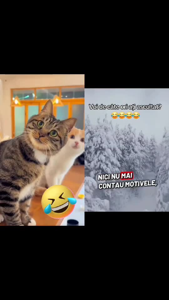 🤣🤣🤣🤣