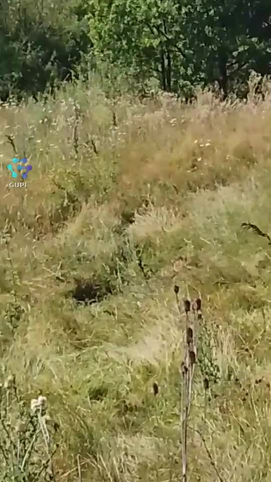 Video de @gupiuser166533