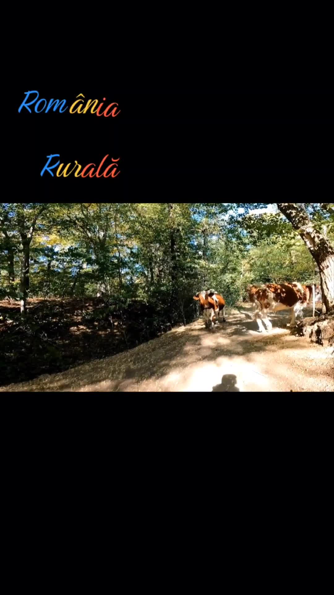 Video de @FLRica06