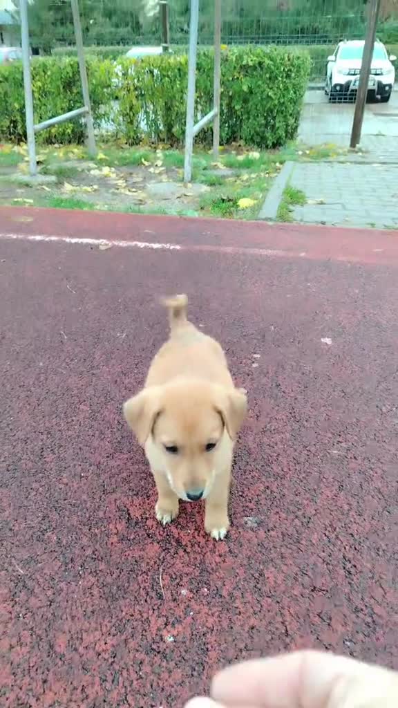 Video de @gupiuser158960