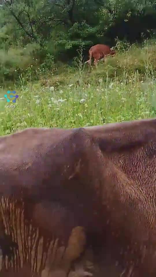 Video de @gupiuser166533
