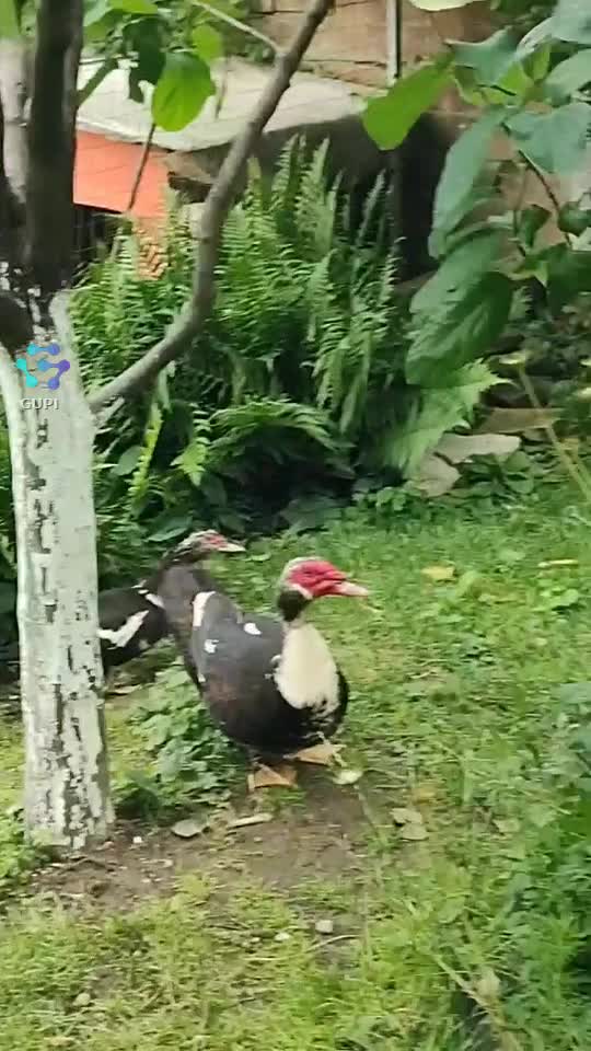 Video de @gupiuser27539