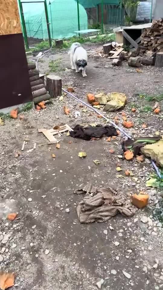#pescuit