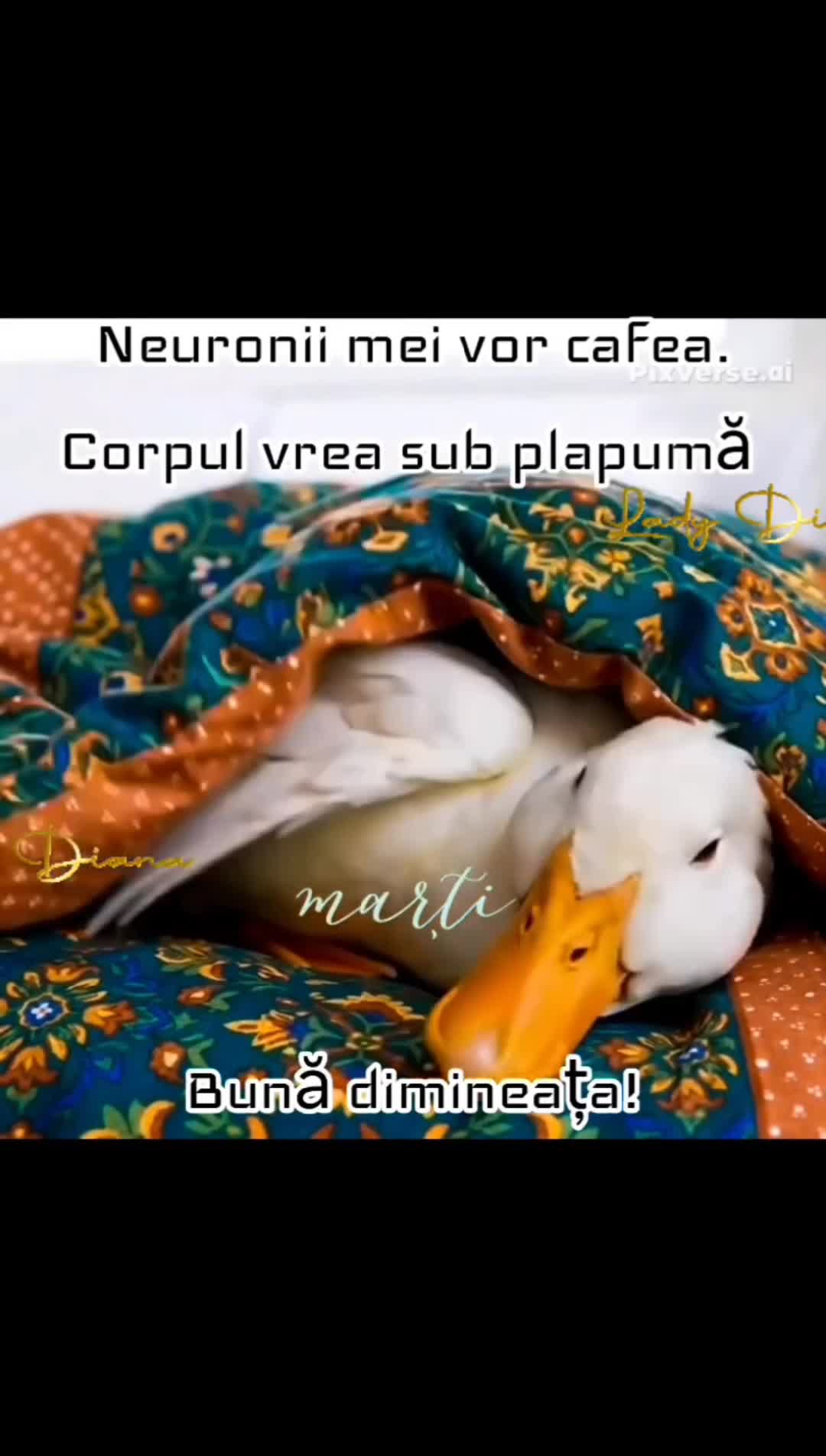Video de @gupiuser760707