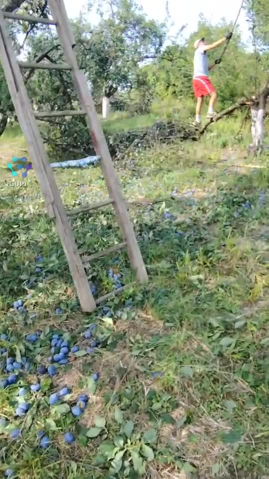 Video de @gupiuser156975