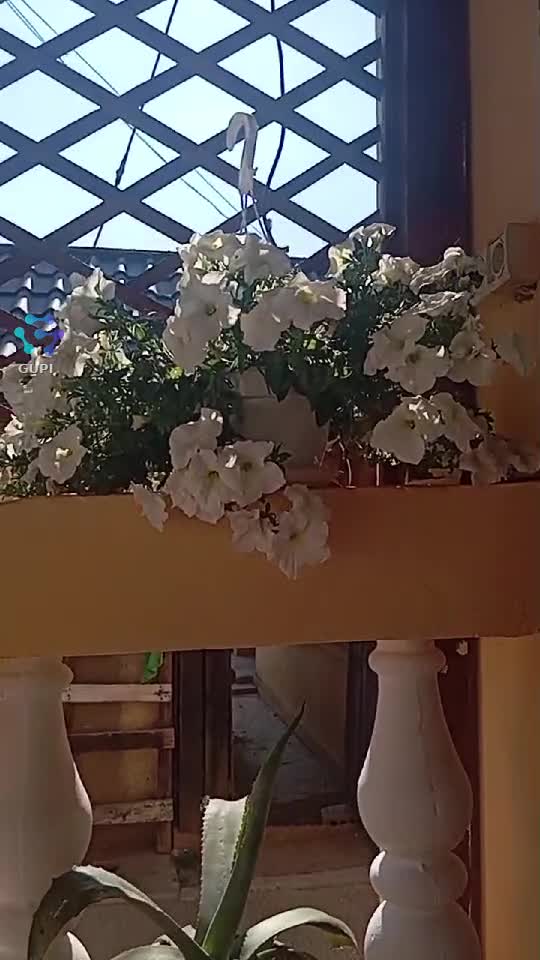 Video de @gupiuser279248
