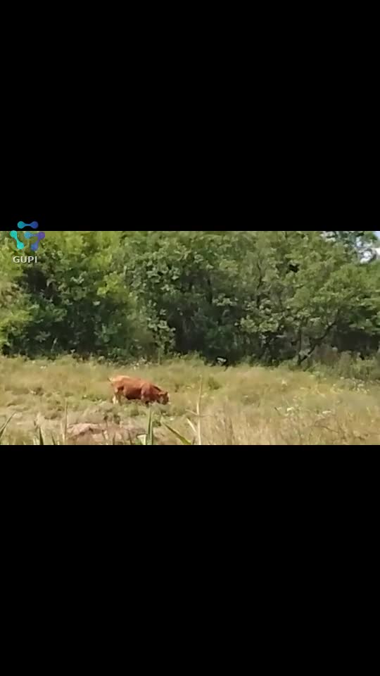 Video de @gupiuser166533