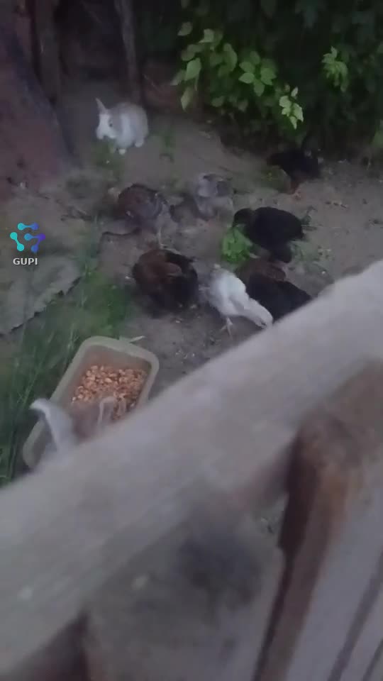 Video de @gupiuser153113