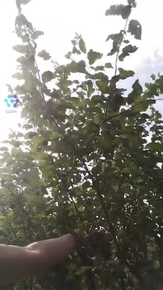 Video de @gupiuser462153