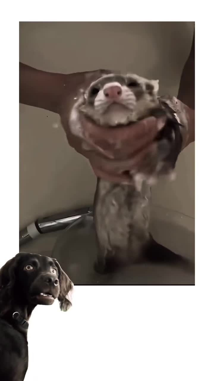 🤣🤣