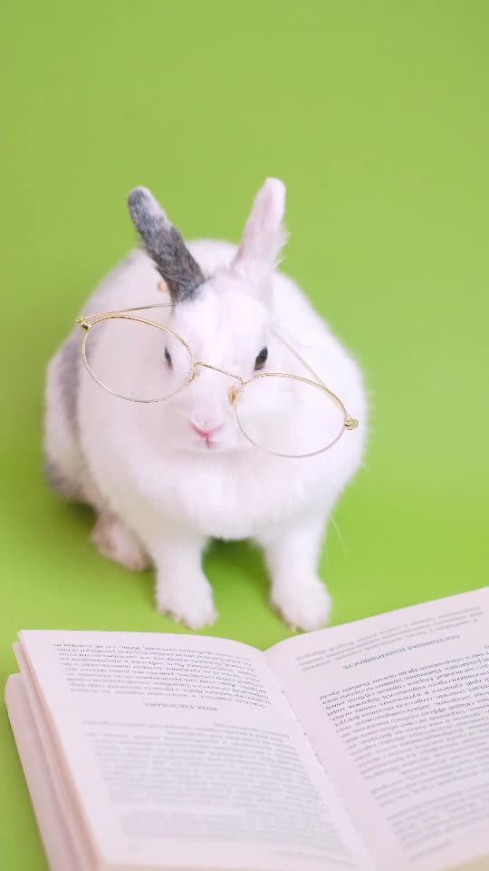 Cute Bunny With Eyeglasses🥰   # bunny