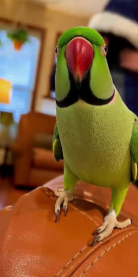 Parrot Judges Your Winter Outfit 🦜🧥