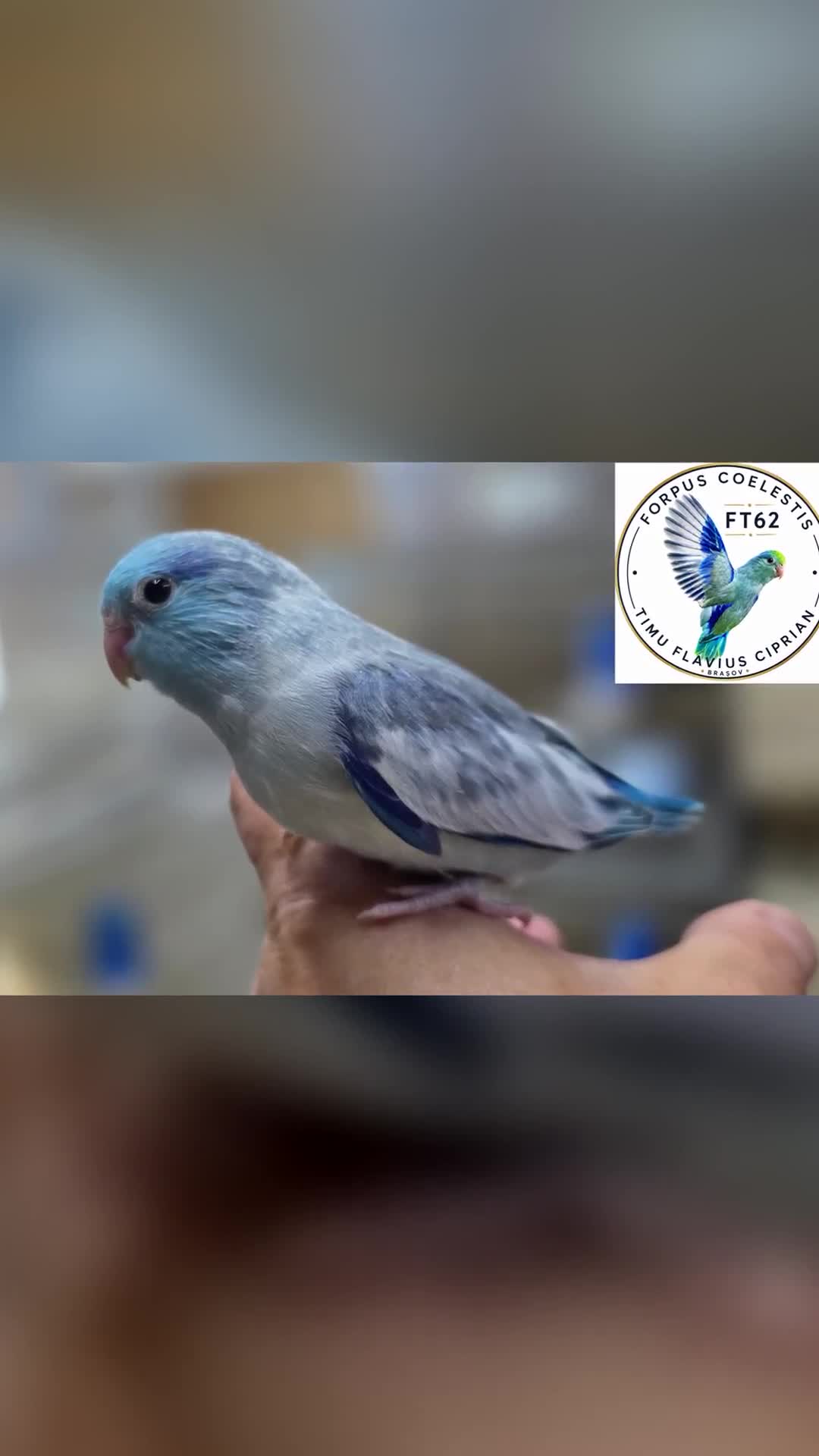 Video de @gupiuser1018299