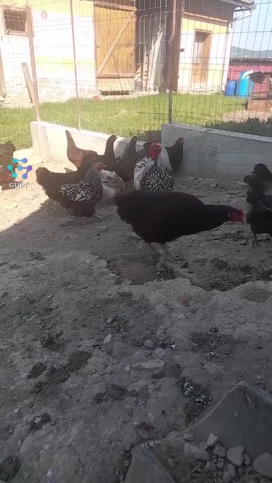 🐓🐔🐣hai cu cocosul