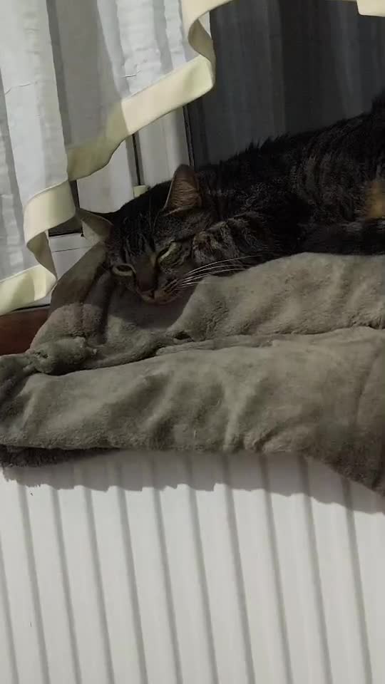 #cat