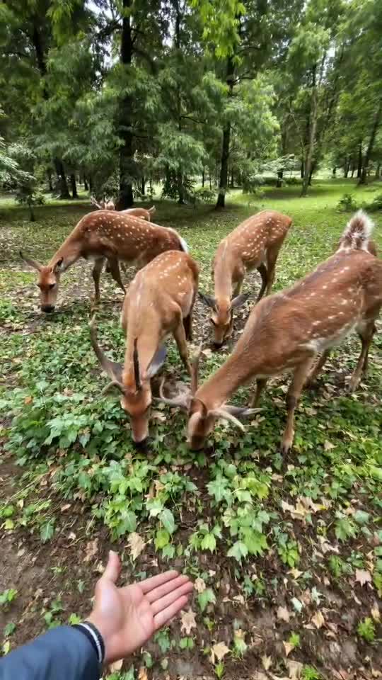 Unexpected moments in the wild—nature always surprises! 🌲
