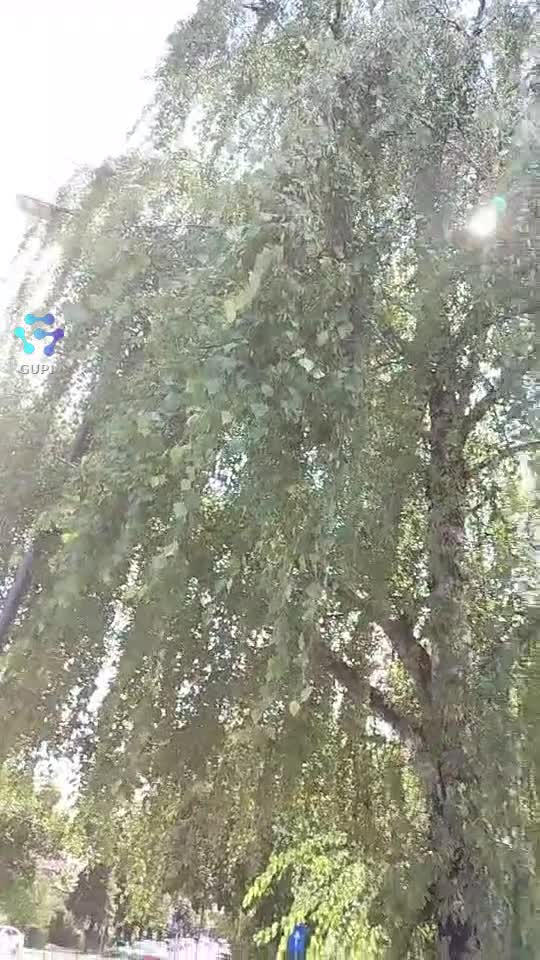 verdeata. pană la toamnă .