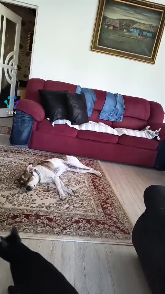 Video de @gupiuser164981