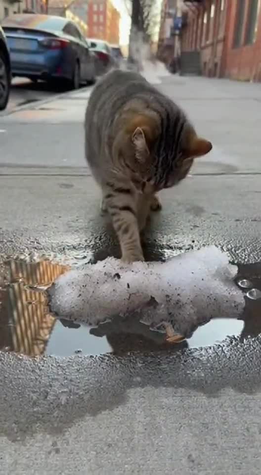 Cat vs Dirty Snow: Instant Disgust Mode Activated! 😾🥶❄️